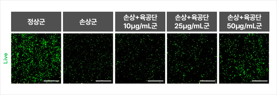 과산화수소(H₂O₂) 처리로 감소한 해마 신경세포 생존율이 과산화수소와 육공단 10·25·50μg/mL로
동시 처리한 결과, 육공단 투여 농도에 따라 생존율이 증가하였다.  | 자생한방병원・자생의료재단