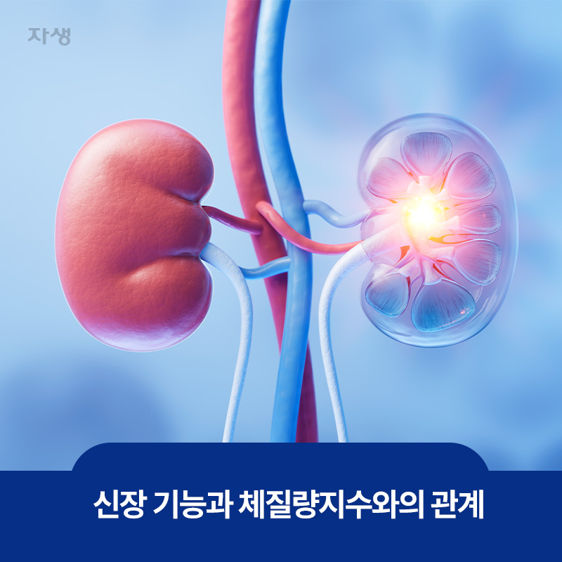 남성 빈혈에 영향을 미치는 신장 이미지