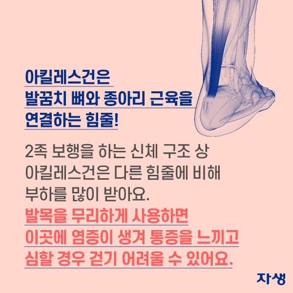 아킬레스건은 발꿈치 뼈와 종아리 근육을 연결하는 힘줄! 2족 보행을 하는 신체 구조 상 아킬레스건은 다른 힘줄에 비해 부하를 많이 받아요. 발목을 무리하게 사용하면 이곳에 염증이 생겨 통증을 느끼고 심할 경우 걷기 어려울 수 있어요. | 자생한방병원·자생의료재단