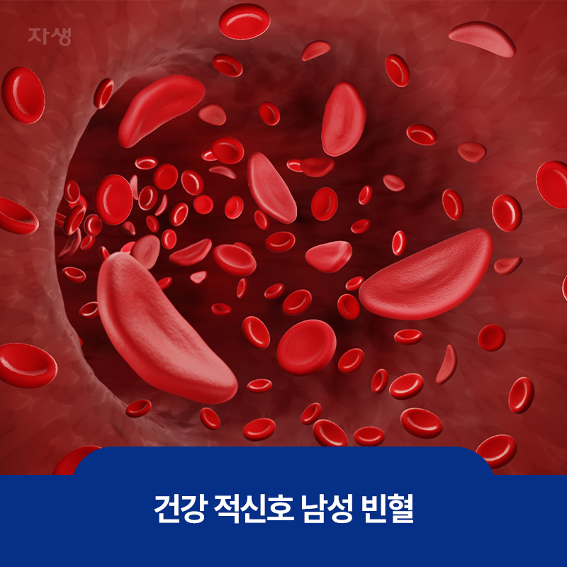 건강 적신호 남성 빈혈의 주요 원인인 적혈구 이미지