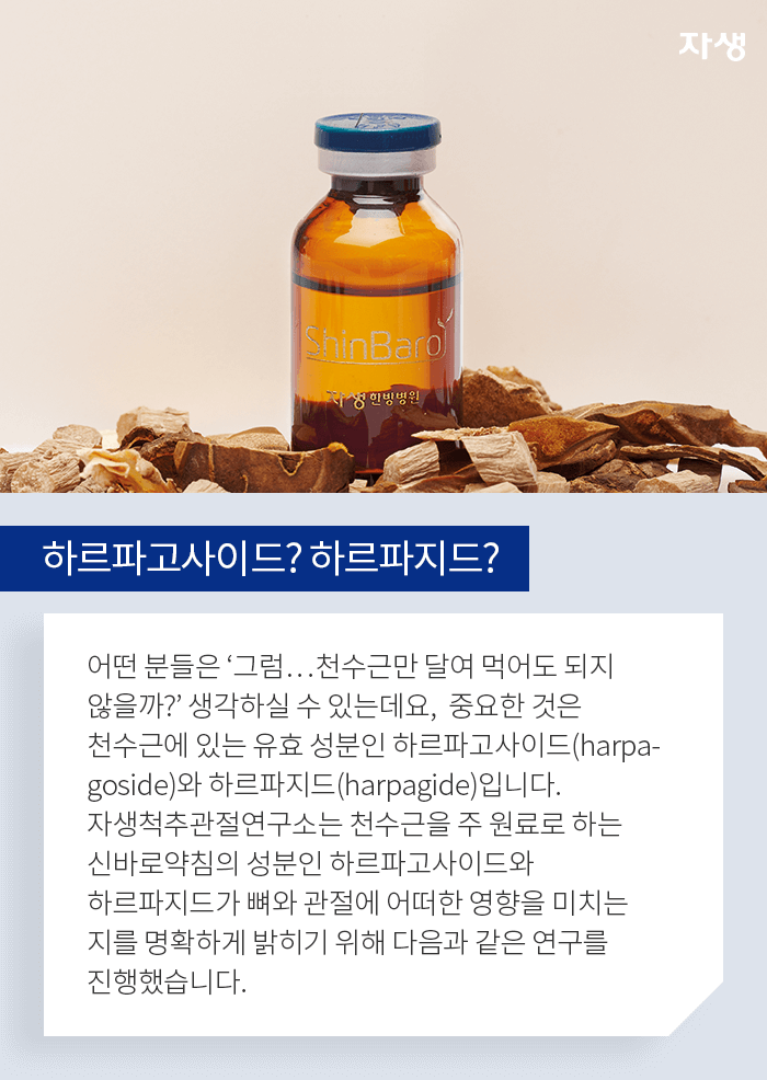 하르파고사이드? 하르파지드? - 어떤 분을은 그럼 ..천수근만 달여 먹어도 되지 않을까? 생각하실 수 있는데요, 중요한 것은 천수근에 있는 유효 성분인 하르파고사이즈(harpagoside)와 하르파지드(harpagide)입니다. 자생척추관절연구소는 천수근을 주 원료로 하는 신바로약침의 성분인 하르파고사이드와 하르파지드가 뼈와 관절에 어떠한 영향을 미치는지를 명확하게 밝히기 위해 다음과 같은 연구를 진행했습니다.