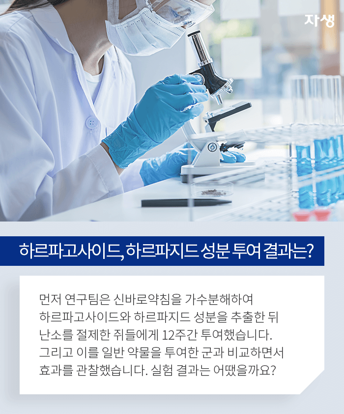 하르파고사이드, 하르파지드 성분 투여 결화는? - 먼저 연구팀은 신바로약침을 가수분해하여 하르파고사이드와 하르파지드 성분을 추출한 뒤 난소를 절제한 쥐들에게 12주간 투여했습니다. 그리고 이를 일반 약물을 투여한 군과 비교하면서 효과를 관찰했습니다. 실험 결과는 어땠을까요?