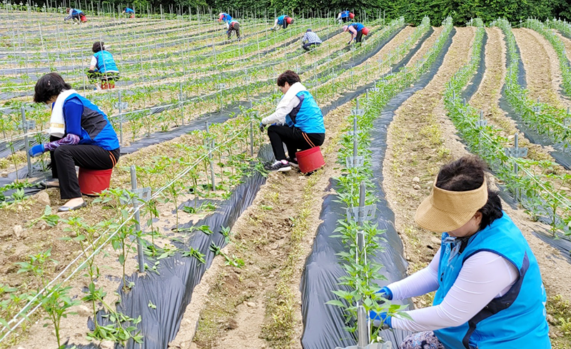 자생봉사단이 강원 인제군 안삽재농원에서 농촌일손돕기 봉사활동을 하고 있다. | 자생한방병원·자생의료재단