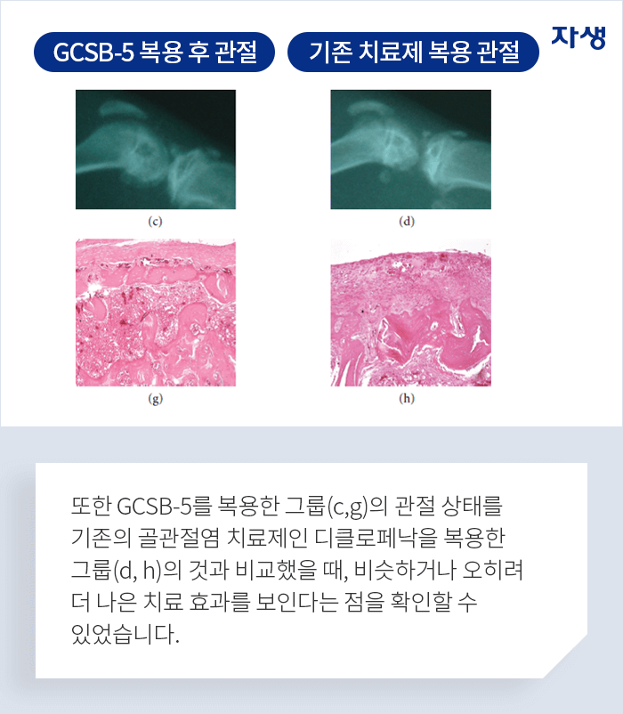 또한 GCSB-5를 복용한 그룹의 관절 상태를 기존의 골관절염 치료제인 디클로페낙을 복용한 그룹의 것과 비교했을 때 비슷하거나 오히려 더 나은 치료 효과를 보인다는 점을 확인할 수 있었습니다.