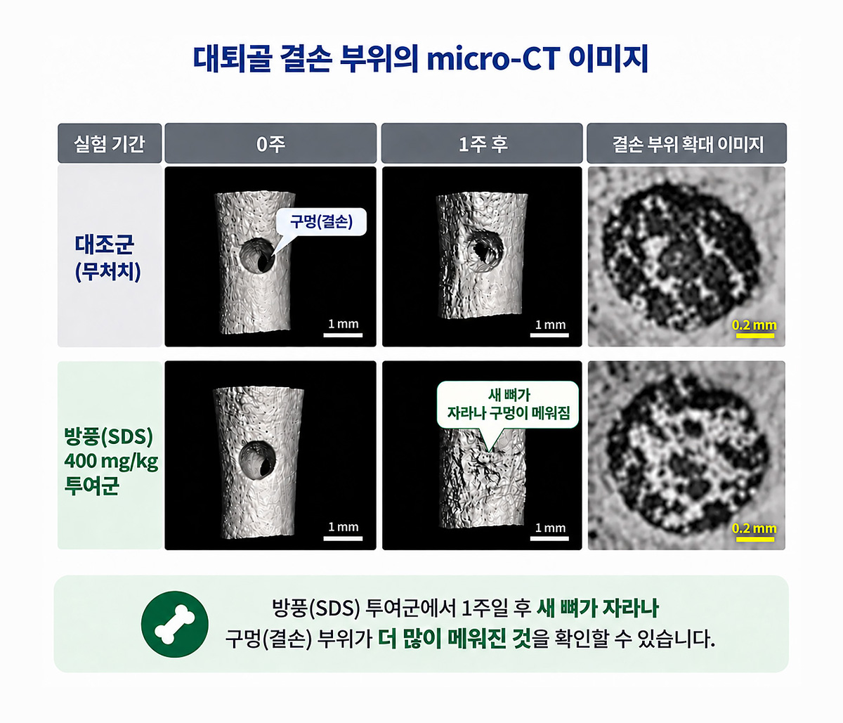 대퇴골 결손부위 micro-CT 촬영 결과, 방풍을 투여하지 않은 무처치군(위)은 골절로 생긴 구멍이 그대로 남아있었다. 반면, 방풍(SDS) 400mg/kg 투여군(아래)은 새로운 뼈가 자라나 구멍 대부분을 메운 것을 확인할 수 있다. (출처 : 자생한방병원) | 자생한방병원・자생의료재단
