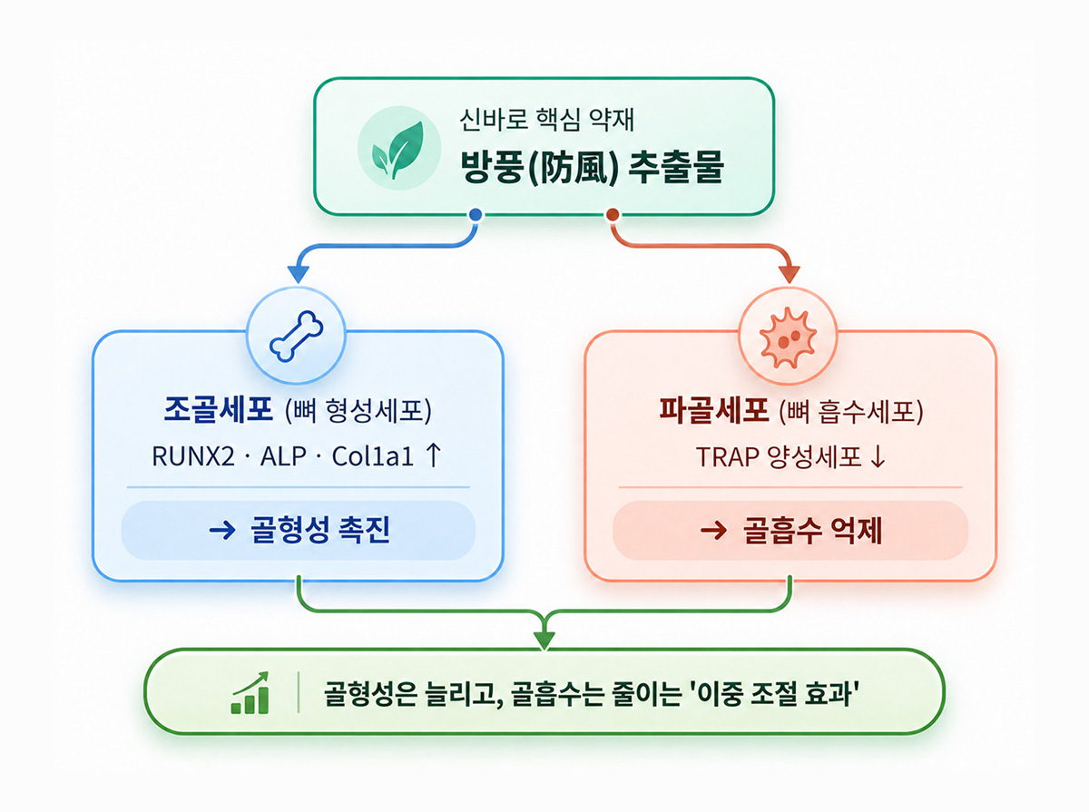 뼈를 만드는 조골세포의 활성은 촉진하고 뼈를 흡수하는 파골세포의 활성은 억제하는 방풍의 이중 조절 기전 | 자생한방병원・자생의료재단