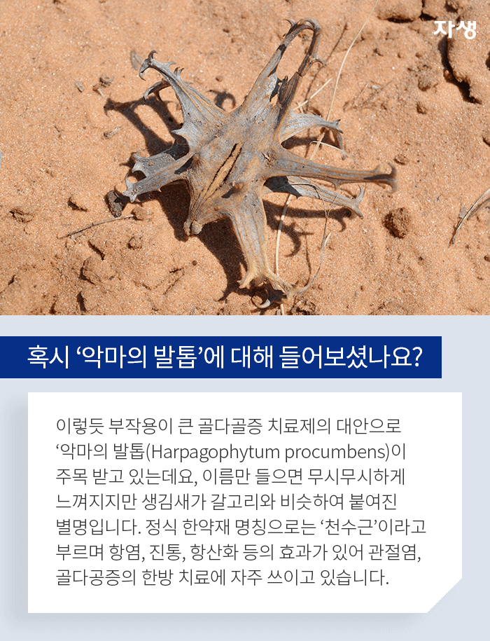 혹시 악마의 발통베 대핸 들어보셨나요? - 이렇듯 부작용이 큰 골다공증 치료제의 대안으로 악마의 발톱(Harpagophytum procumbens)이 주목 받고 있는데요, 이름만 들으면 무시무시하게 느껴지지만 생김새가 갈고리와 비슷하여 붙여진 별명입니다. 정식 한약재 명칭으로는 천수근이라고 부르며 항염, 진통, 항산화 등의 효과가 있어 관절염, 골다공증의 한방 치료에 자주 쓰이고 있습니다.