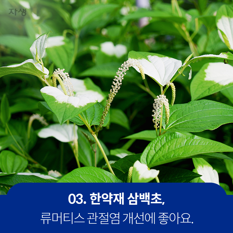 03 한약재 삼백초, 류머티스 관절염 개선에 좋아요. | 자생한방병원·자생의료재단