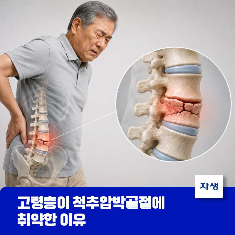 고령층이 척추압박골절에 취약한 이유를 설명하기 위해 노인이 골절이 된 허리를 부여잡고 고통스러워 하는 모습