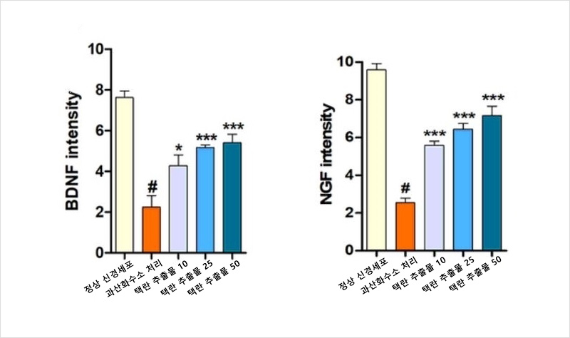과산화수소가 처리된 신경세포에서 뇌유래신경영양인자(BDNF)와 신경성장인자(NGF)가 감소했는데 택란 추출물을 처리한 신경세포에서 농도에 따라 뇌유래신경인자와 신경성장인자의 발현이 다시 증가했다 | 자생한방병원·자생의료재단