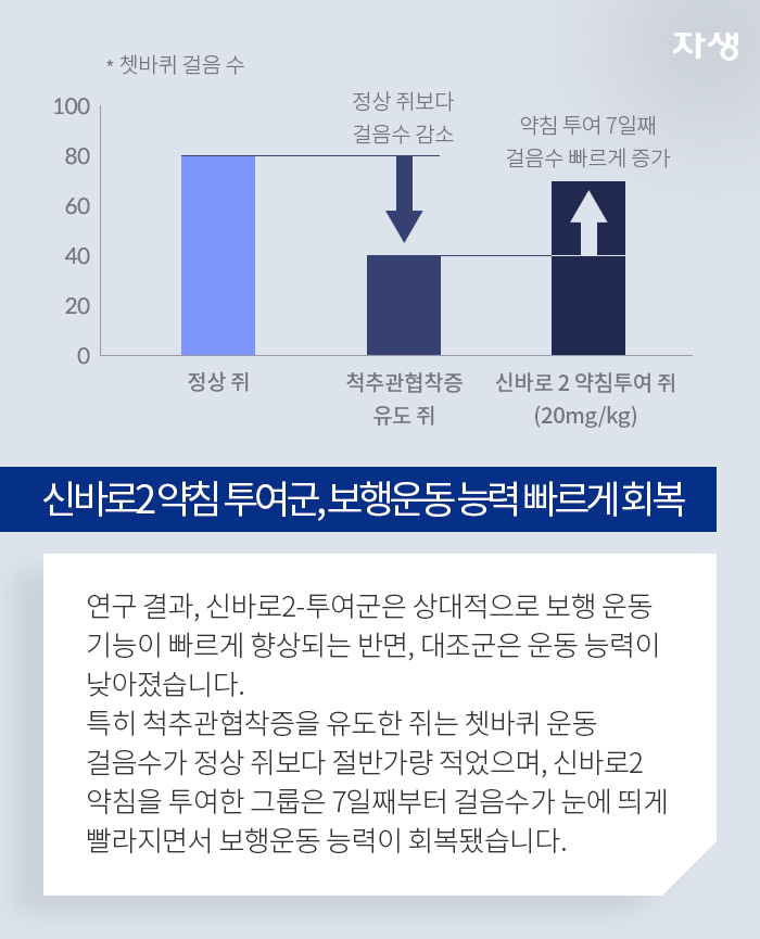 신바로2약침 투여군, 보행운동 능력 빠르게 회복 -  연구결과, 신바로2-투여군은 상대적으로 보행 운동기능이 빠르게 향상되는 반면, 대조군은 운동 능력이 낮아졌습니다. 특히 척추관협착증을 유도한 쥐는 쳇바퀴 운동 걸음수가 정상 쥐보다 절반가량 적었으며, 신바로2 약침을 투여한 그룹은 7일째부터 걸읆수가 눈에 띄게 빨라지면서 보행운동 능력이 회복됐습니다.