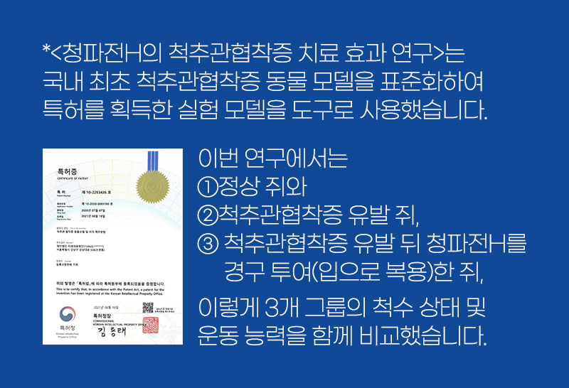 *<청파전H의 척추관협착증 치료 효과 연구>는 국내 최초 척추관협착증 동물 모델을 표준화하여 특허를 획득한 실험 모델을 도구로 사용했습니다. 이번 연구에서는 ①정상 쥐와 ②척추관협착증 유발 쥐, ③ 척추관협착증 유발 뒤 청파전H를 경구 투여(입으로 복용)한 쥐, 이렇게 3개 그룹의 척 수 상태 및 운동 능력을 함께 비교했습니다. | 자생한방병원·자생의료재단