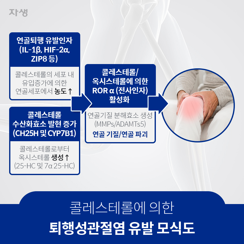 콜레스테롤에 의한 퇴행성관절염 유발 모식도 | 자생한방병원·자생의료재단