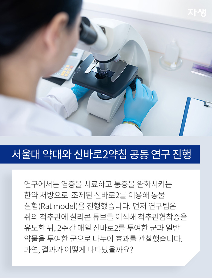 서울대 약대와 신바로2약침 공동 연구 진행 - 연구에서는 염증을 치료하고 통증을 완화시키는 한약 처방으로 조제된 신바로2를 이용해 동물실험(Rat model)을 진행했습니다. 먼저 연구팀은 쥐의 척추관에 실리콘 튜브를 이식해 척추관협착증을 유도한 뒤, 2주간 매일 신바로2를 투여한 군과일반 약물을 투여한 군으로 나누어 효과를 관찰했습니다. 과연, 결과가 어떻게 나타났을까요?