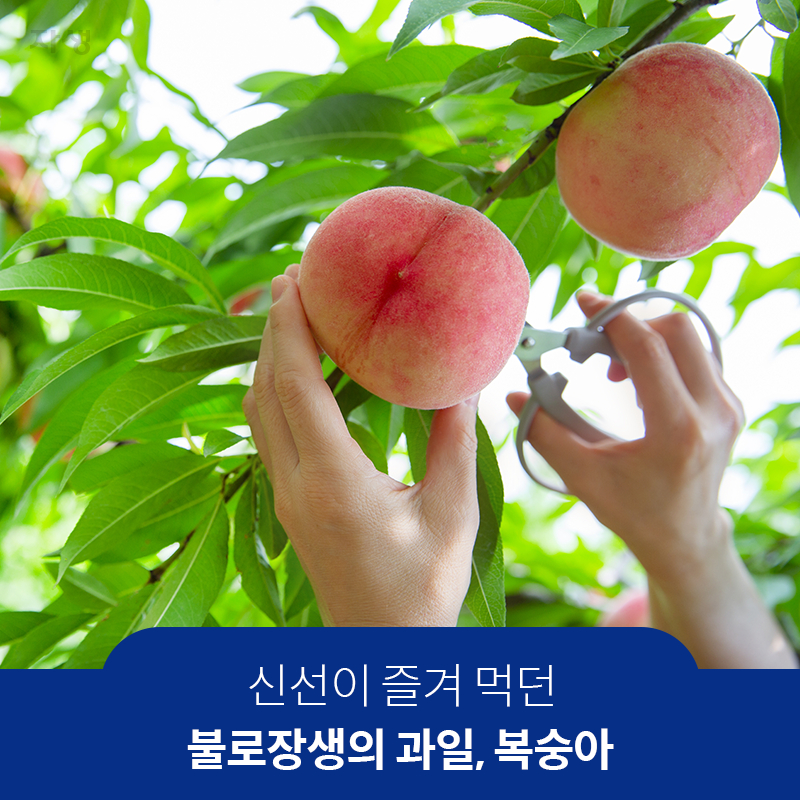 참고 이미지 : 신선이 즐겨 먹던 불로장생의 과일, 복숭아 | 자생한방병원·자생의료재단