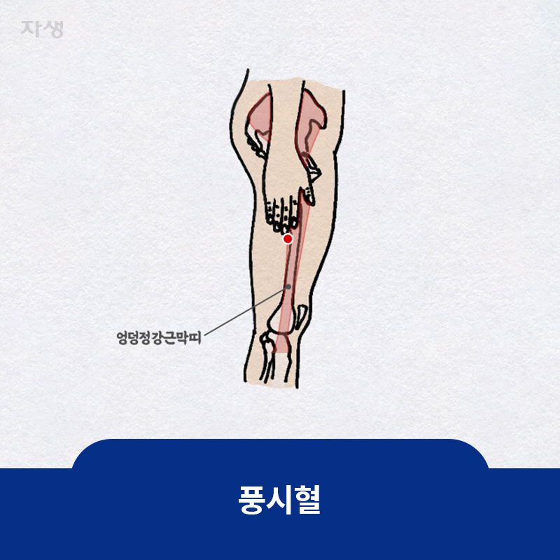 참고이미지 : 풍시혈 | 자생한방병원·자생의료재단