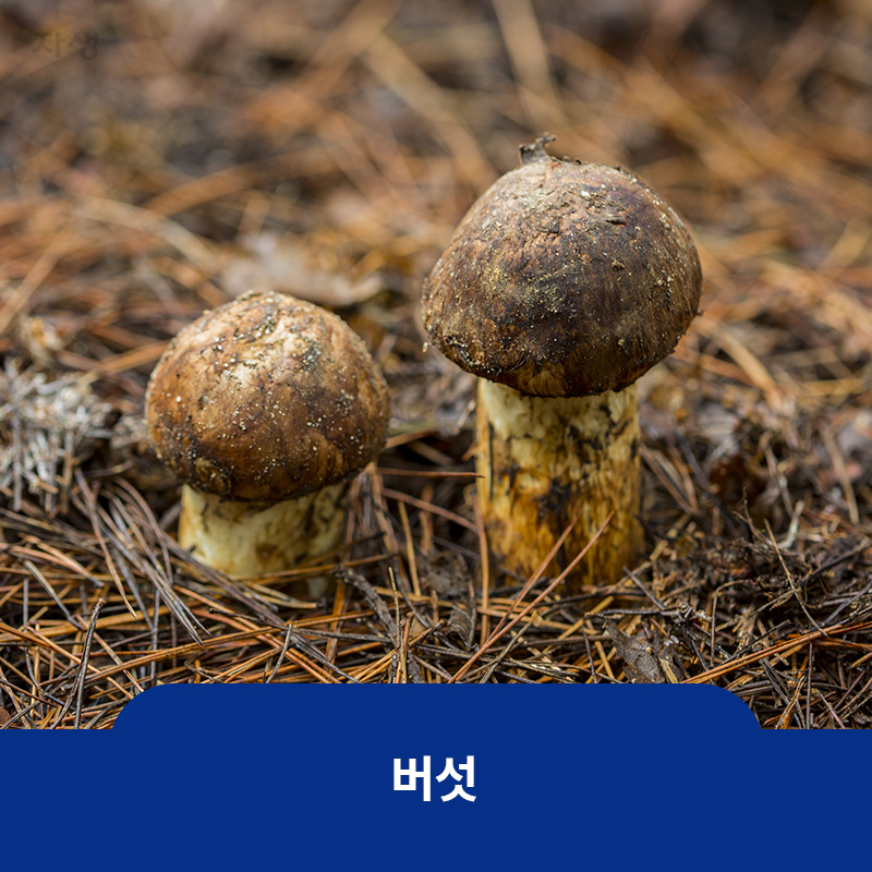 참고 이미지 : 버섯 | 자생한방병원·자생의료재단