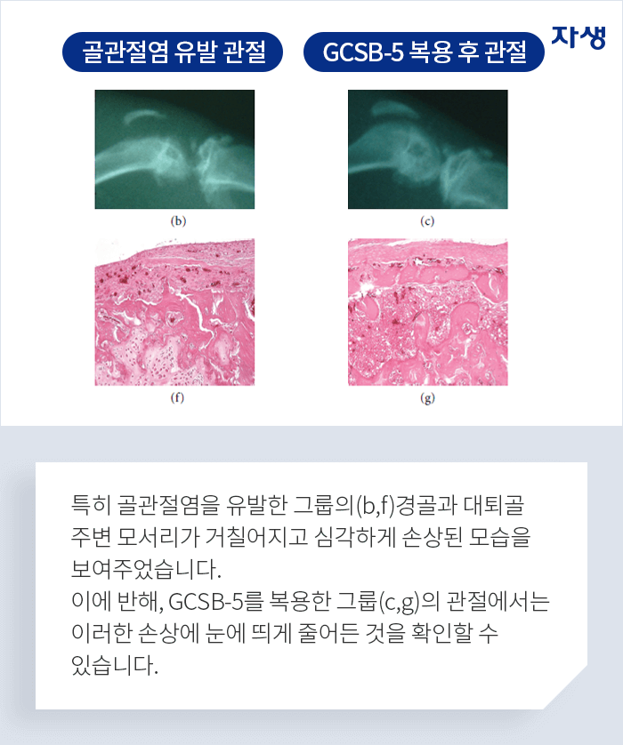 특히 골관절염을 유발한 그룹의 경골과 대퇴골 주변 모서리가 거칠어지고 심각하게 손상된 모습을 보여주었습니다. 이에 반해, GCSB-5를 복용한 그룹의 관절에서는 이러한 손상에 눈에 띄게 줄어든 것을 확인할 수 있습니다.