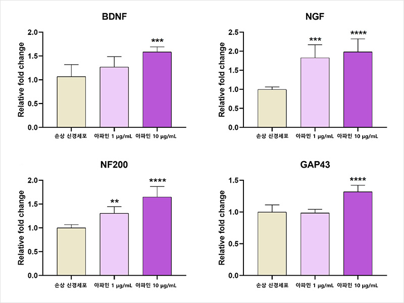 아파민을 처리한 신경세포에서 DBNF, NGF, NF200, GAP-43의 발현이 유의하게 증가했다 | 자생한방병원·자생의료재단