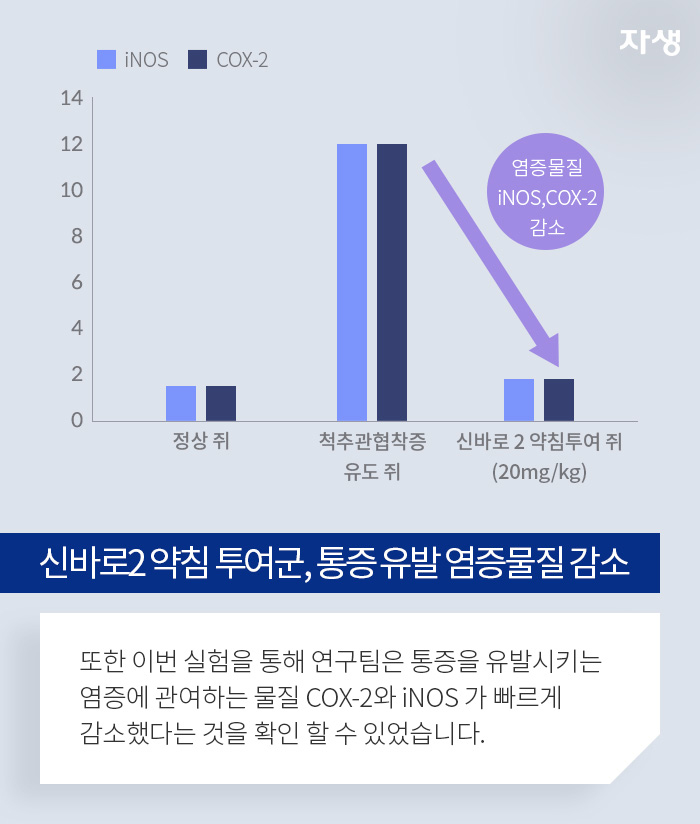 신바로2약침 투여군, 통증 유발 염증물질 감소 - 또한 이번 실험을 통해 연구팀은 통증을 유발시키는 염증에 관여하는 물질 COX-2와 iNOS가 빠르게 감소했다는 것을 확인 할 수 있었습니다.