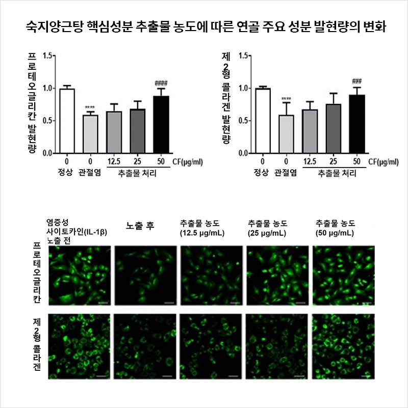 숙지양근탕 핵심 성분 농도에 따라 연골 주요 성분의 발현량이 증가했다. | 자생한방병원·자생의료재단