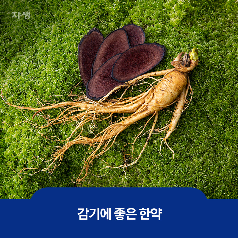 면역력 강화에 좋은 약재인 녹용과 인삼 이미지