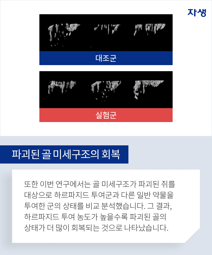 파괴된 골미세구조의 회복 - 또한 이번 연구에서는 골 미세구조가 파괴된 쥐를 대상으로 하르파지드 투여군과 다른 일반 약물을 투여한 군의 상태를 비교 분석했습니다. 그 결과,하르파지드 투여 농도가 높을수록 파괴된 골의 상태가 더 많이 회복되는 것으로 나타났습니다.