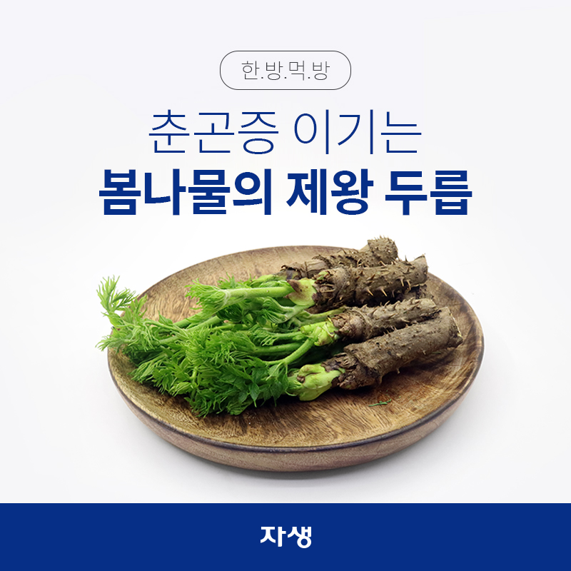 춘곤증 이기는 봄나물의 제왕, 두릅 | 자생한방병원·자생의료재단