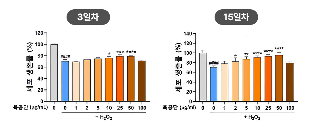과산화수소(H₂O₂) 처리(2일간,14일간)로 감소한 해마 신경세포 생존율이 
과산화수소와 육공단 10·25·50μg/mL로 동시 처리한 결과, 육공단 투여 농도에 따라 생존율이 회복되었다. | 자생한방병원・자생의료재단