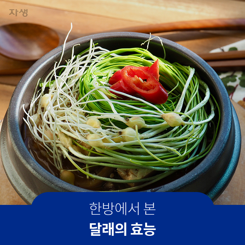 한방에서 본 달래의 효능 | 자생한방병원·자생의료재단