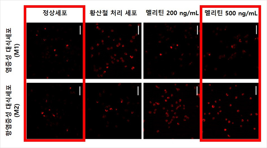 멜리틴 농도가 높아질수록 염증성 대식세포(M1)는 감소하고 항염증성 대식세포(M2)는 증가했다.  | 자생한방병원・자생의료재단 