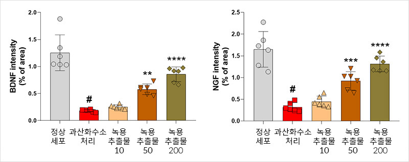 과산화수소가 처리돼 손상이 유도된 신경세포에서 뇌유래신경영양인자(BDNF)와 신경성장인자(NGF)가 감소한 반면 녹용 추출물을 처리한 신경세포에서 농도에 따라 뇌유래신경인자와 신경성장인자의 발현이 다시 증가했다
 | 자생한방병원·자생의료재단