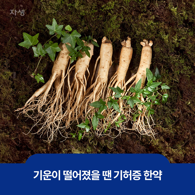 기운이 떨어졌을 때 좋은 기허증 한약의 재료인 인삼 이미지