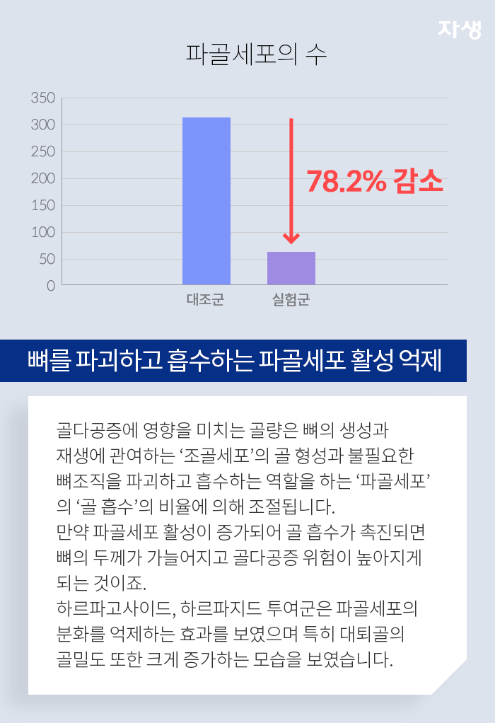 뼈를 파괴하고 흡수하는 파골세포 활성 억제 - 골다공증에 영향을 미치는 골량은 뼈의 생성과 재생에 관여하는 조골세포의 골 형성과 불필요한 뼈조직을 파괴하고 흡수하는 역할을 하는 피골세포의 골 흡수의 비율에 의해 조절됩니다. 뼈의 두께가 가늘어지고 골다공증 위험이 높아지게 되는 것이죠. 하르파고사이드, 하르파지드 투여군은 파골세포의 분화를 억제하는 효과를 보였으며 특히 대퇴골의 골밀도 또한 크게 증가하는 모습을 보였습니다.