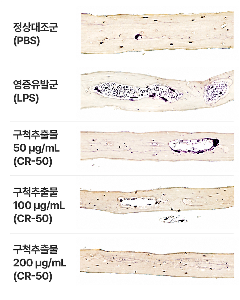 SCI(E)급 국제학술지 ‘첨단 생물학(Advanced Biology, IF=3.2)’에 게재된 해당 논문 표지 | 자생한방병원・자생의료재단