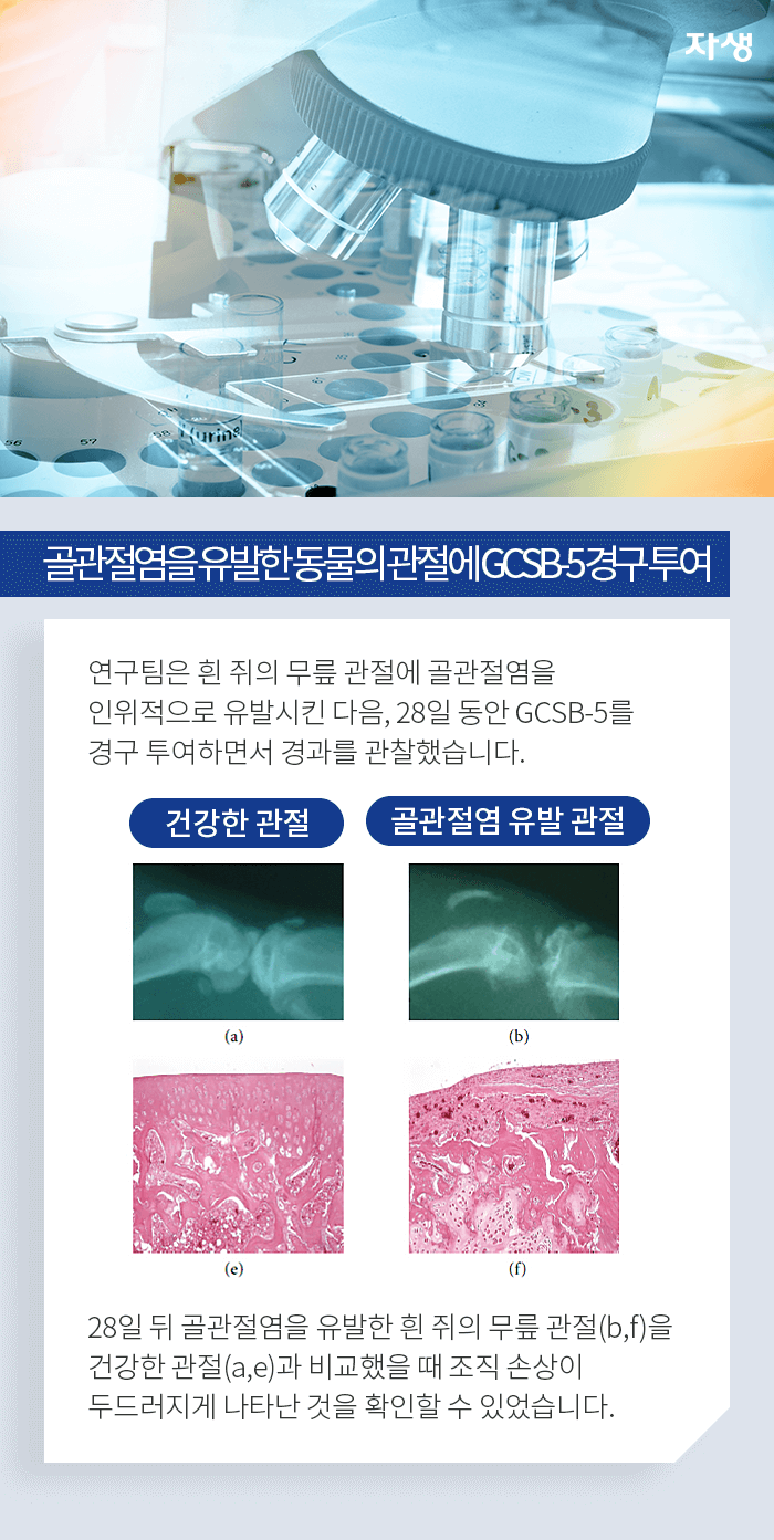 골관절염을 유발한 동물의 관절에 GCSB-5경구 투여 - 연구팀은 흰 쥐의 무릎 관절에 골관절염을 인위적으로 유발시킨 다음 28일 동안 GCSB-5를 경구 토여하면서 경과를 관찰했습니다. 28일 뒤 골관절염을 유발한 쥐의 무릎 관절을 건강한 관절과 비교했을 때 조직 손상이 두드러지게 나타난 것을 확인할 수 있었습니다.