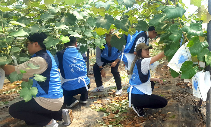 충남 당진군을 찾은 자생의료재단 봉사단, 포도 봉지씌우기 봉사활동