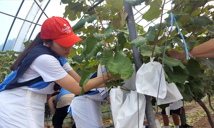 충남 당진군을 찾은 자생의료재단 봉사단이 포도 봉지씌우기 봉사활동을 실시하고 있다
