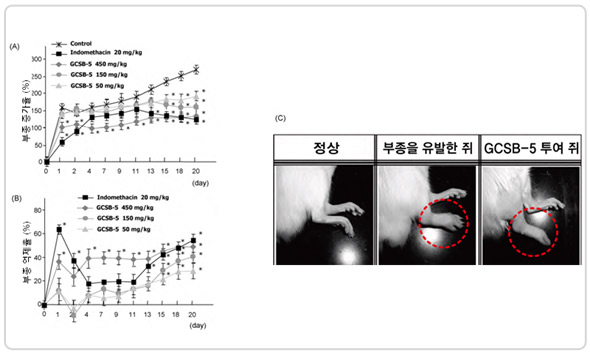 실험1. 만성 염증 감소 실험 그래프(좌측)와 정상, 부종을 유발한 쥐, GCSB-5 투여 쥐 비교사진