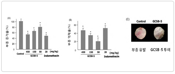 실험2. 급성 염증 감소 실험 그래프(좌측)와 부종유발, GCSB-5 투여한 비교사진